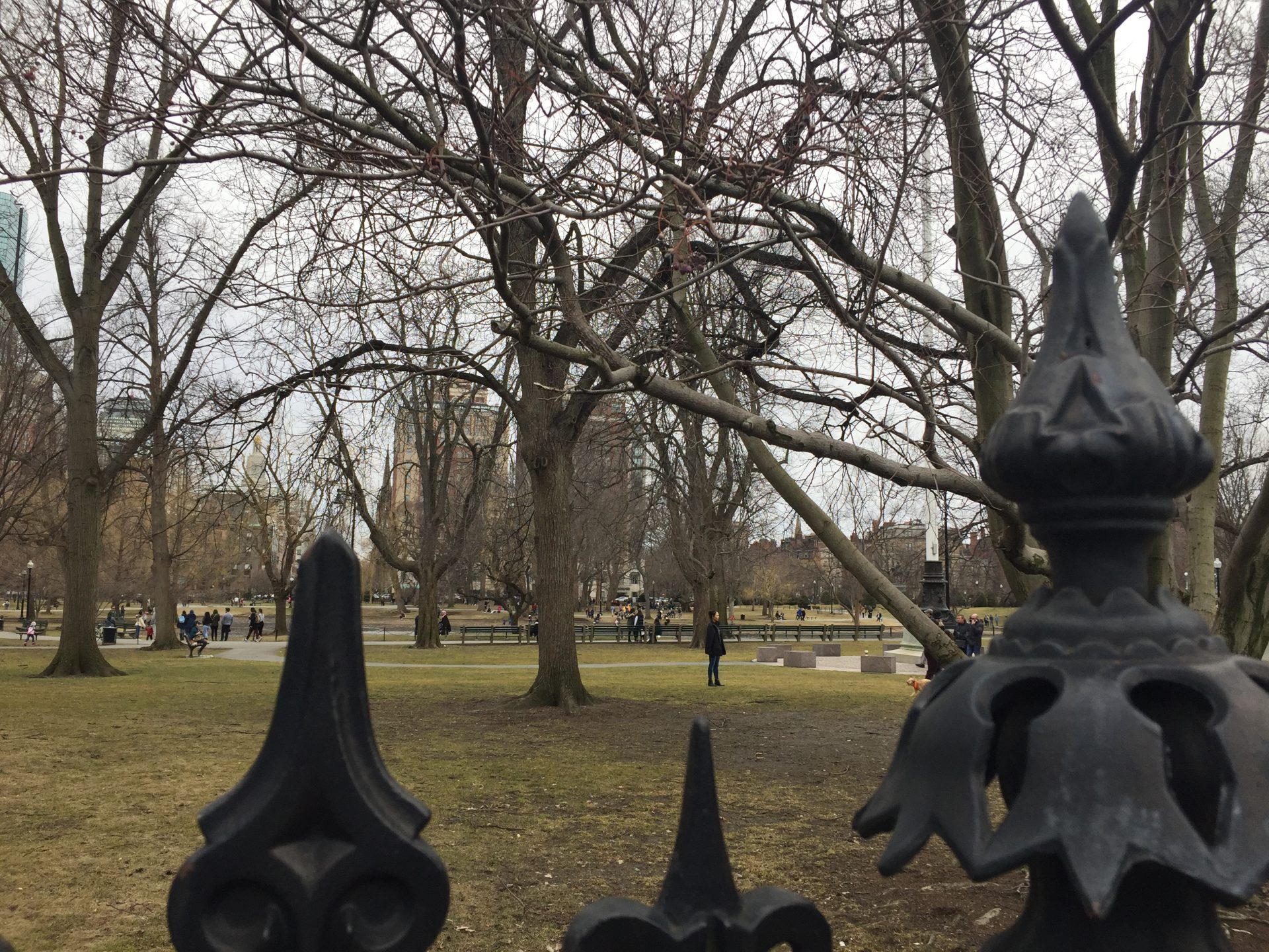 photo by me: Boston Commons, March 24, 2019, unedited